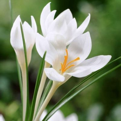 Крокус МИСС ВЕЙН Крокус МИСС ВЕЙН фото