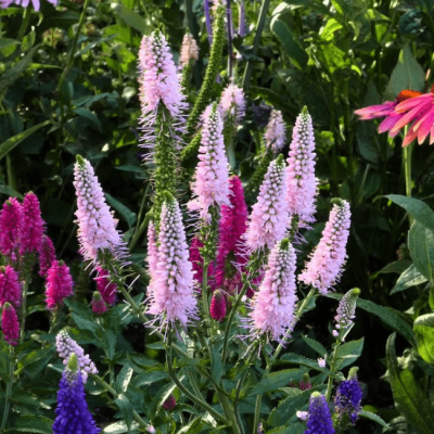 Вероника колосистая Фест Чойс , С1,5 Вероника колосистая Фест Чойс , С1,5 фото