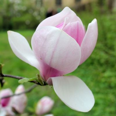 Магнолия Камео Магнолия Камео - Dolina-Sad.Ru