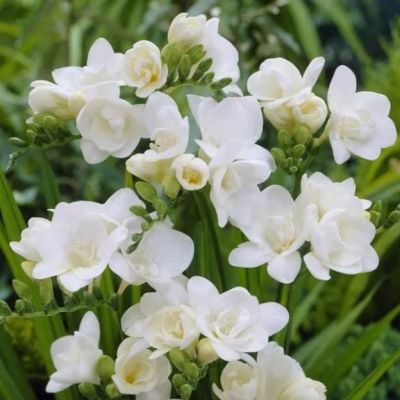 Фрезия Дабл вайт Фрезия Дабл вайт фото