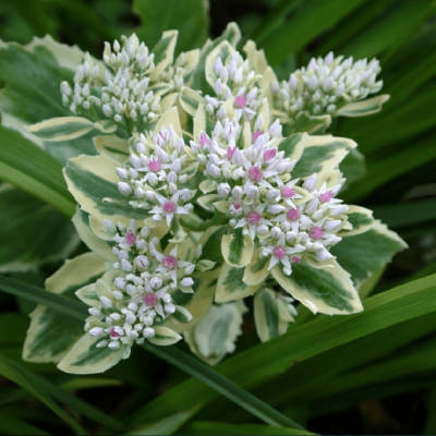 Седум гибридный Фрости Морн Седум гибридный Фрости Морн фото