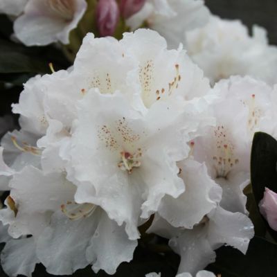 Рододендрон Шнекроне фото