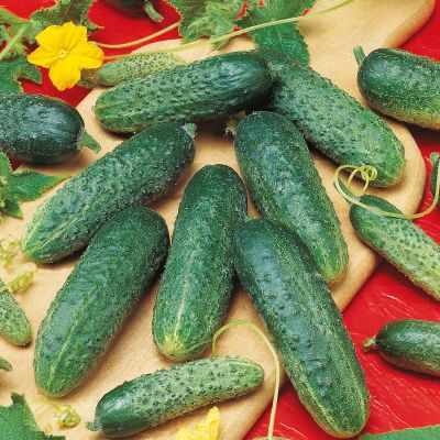 Огурец Астерикс F1 (Голландия) Огурец Астерикс F1 (Голландия) фото