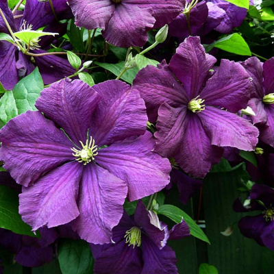 Клематис Этуаль Виолет фото