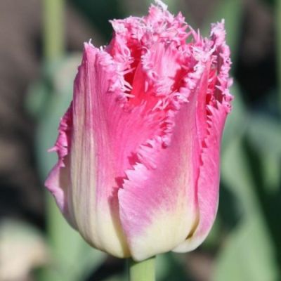 клематис Виола фото