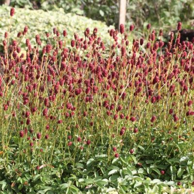 Кровохлебка лекарственная - Dolina-Sad.Ru