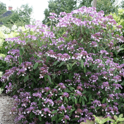 Гортензия шершавая Макрофилла Гортензия шершавая Макрофилла фото