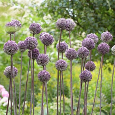 Аллиум Саммер Драммер Аллиум Саммер Драммер - Dolina-Sad.Ru