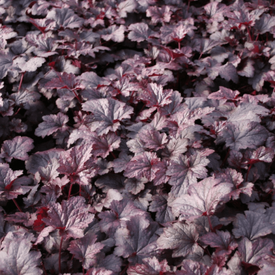 Гейхера Плам Пудинг , С1,5 Гейхера Плам Пудинг , С1,5 фото