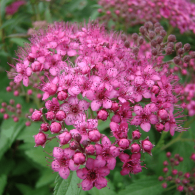 Спирея японская Криспа, С1,5 Спирея японская Криспа, С1,5 - Dolina-Sad.Ru