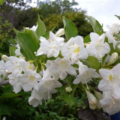 Вейгела Сноуфлейк, С3 - Dolina-Sad.Ru