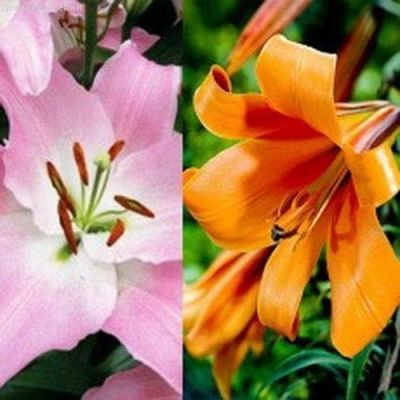 Лилия Пинк Секрет + Африкан Квин Лилия Пинк Секрет + Африкан Квин фото