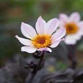 Георгина Принцесс - Dolina-Sad.Ru