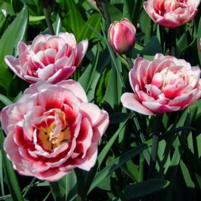 Тюльпан Гербранд Кифт Тюльпан Гербранд Кифт фото