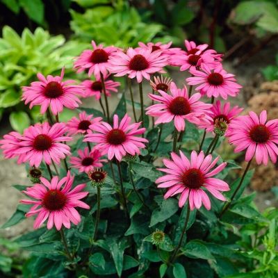 Эхинацея пурпурная Зе Кинг - Dolina-Sad.Ru