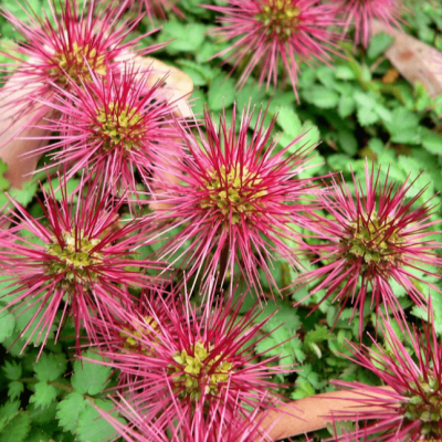 Ацена мелколистная P9 Ацена мелколистная P9 фото