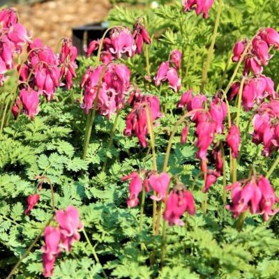 Дицентра формоза Адриан Блум Дицентра формоза Адриан Блум - Dolina-Sad.Ru