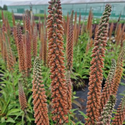 Наперстянка Милк Чоклат - Dolina-Sad.Ru