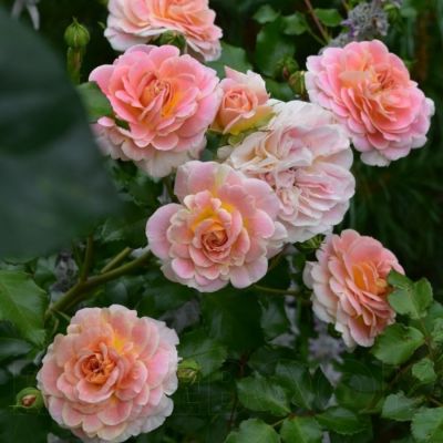 Роза штамбовая Консерто 94 - Dolina-Sad.Ru