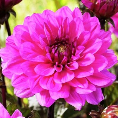 Георгина Мелоди Фанфар Георгина Мелоди Фанфар фото