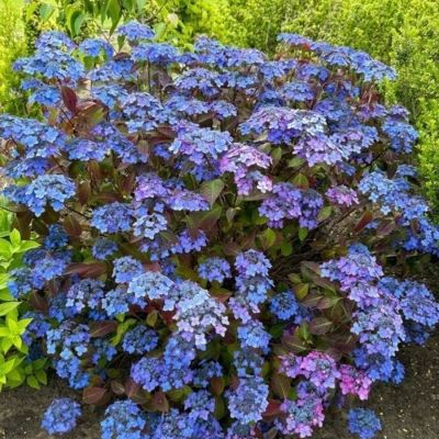 Гортензия пильчатая Барка, С3 Гортензия пильчатая Барка, С3 - Dolina-Sad.Ru