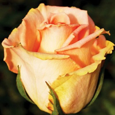 Роза Руфит - Dolina-Sad.Ru