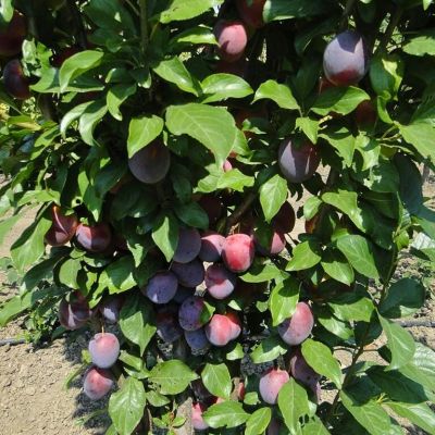 Слива Колоновидная Блю Свит Слива Колоновидная Блю Свит - Dolina-Sad.Ru