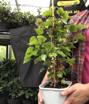 Клематис Кассандра Клематис Кассандра фото