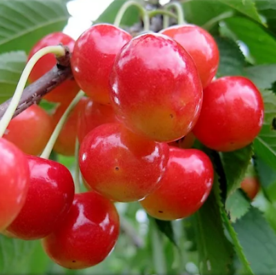 Черешня Брянская Розовая фото