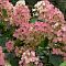 Гортензия метельчатая Пинк Даймонд, С3 - Dolina-Sad.Ru