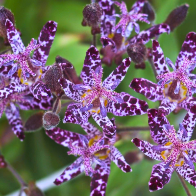 Трициртис Блю Споттед Трициртис Блю Споттед фото