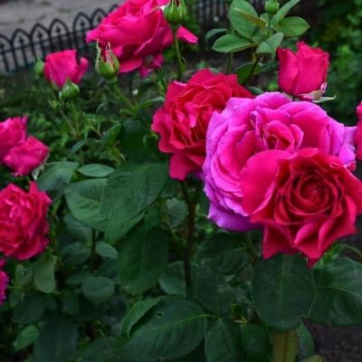 Роза Малиновый Звон Роза Малиновый Звон - Dolina-Sad.Ru