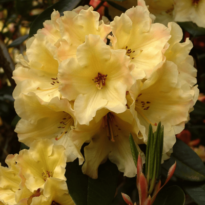 Рододендрон гибридный Голдфорт фото