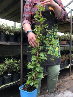 Клематис Вивьен Пеннел Клематис Вивьен Пеннел фото