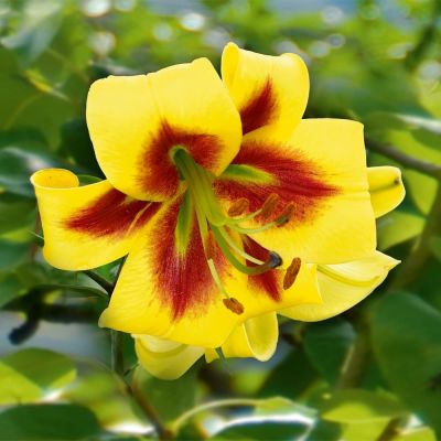 Лилия Роберт Свонсон Лилия Роберт Свонсон фото