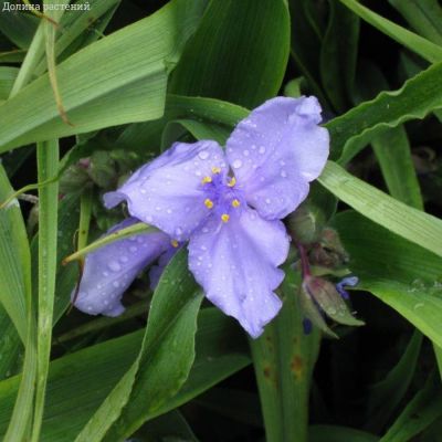 Традесканция андерсона Леонора - Dolina-Sad.Ru