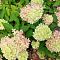 Гортензия метельчатая Би Грин, С2 Гортензия метельчатая Би Грин, С2 - Dolina-Sad.Ru