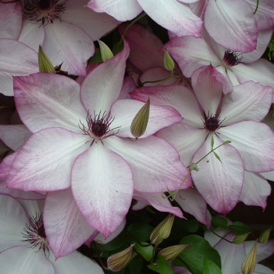 Клематис Утопия, С2 Клематис Утопия, С2 фото