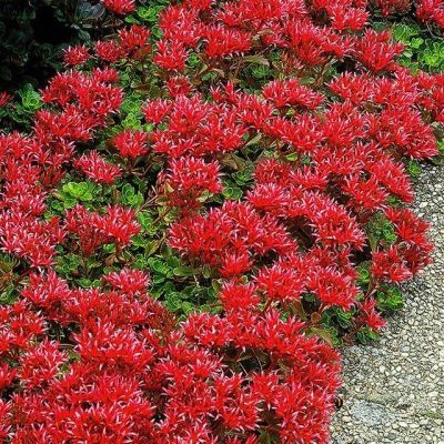 Седум ложный Шорбусер Блют , P9 Седум ложный Шорбусер Блют , P9 фото