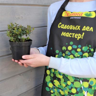 Рододендрон Мойерхайм Рододендрон Мойерхайм фото