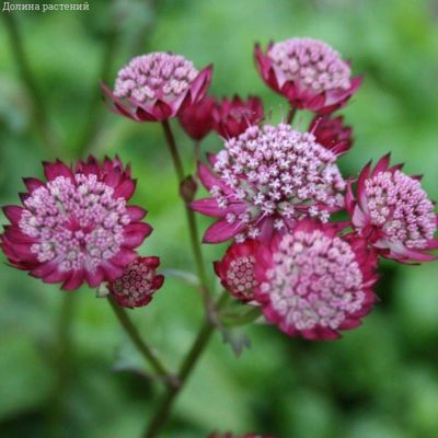 Астранция крупная Ларс Астранция крупная Ларс - Dolina-Sad.Ru