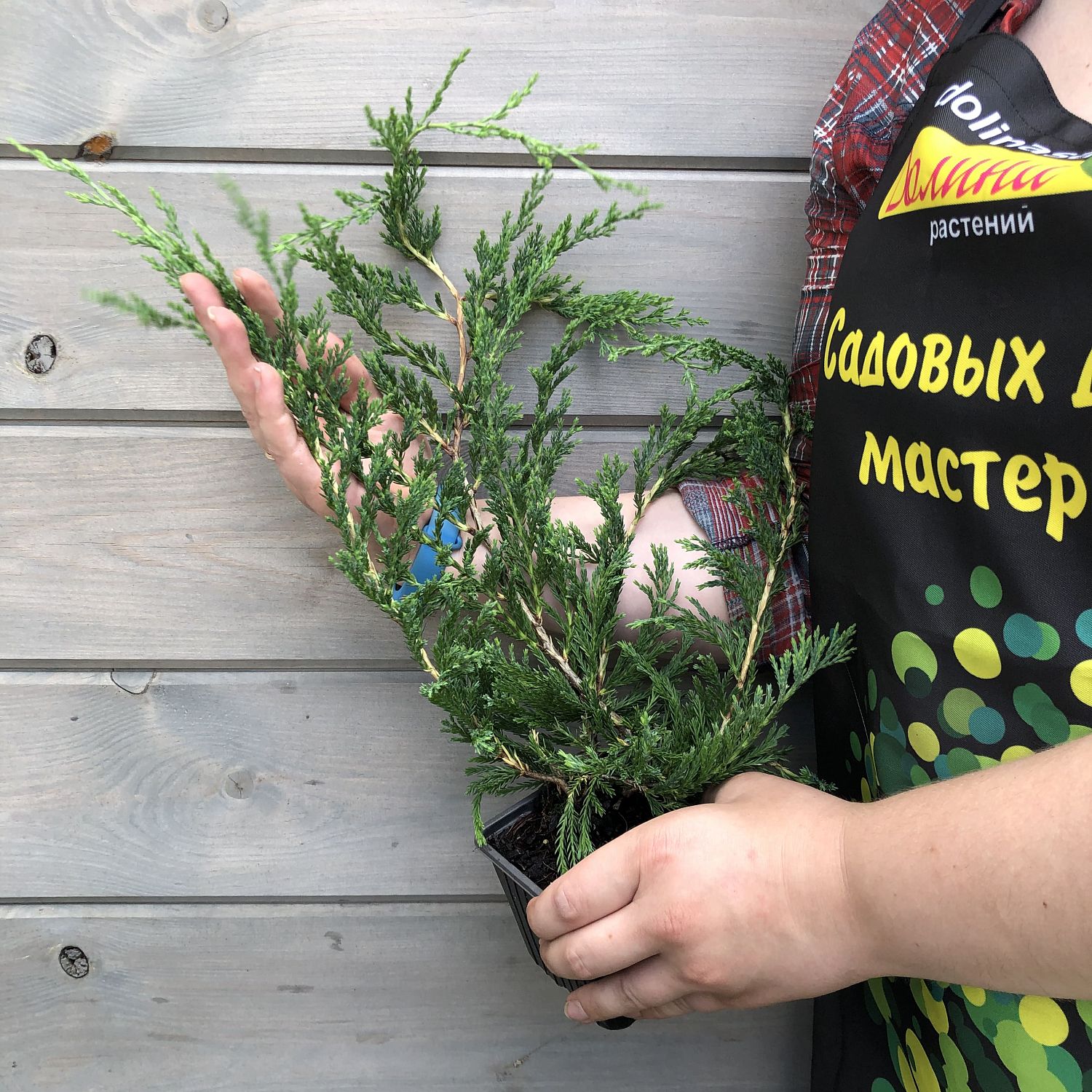 Можжевельник Джейд Ривер горизонтальный Джейд Ривер 1 Можжевельник Джейд Ривер горизонтальный Джейд Ривер 1 фото