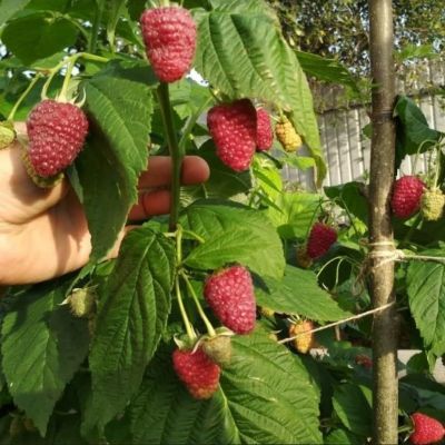 Малиновое Дерево Канадское Малиновое Дерево Канадское фото