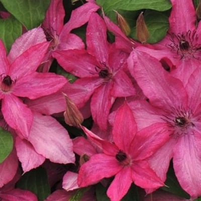 Клематис Барбара Клематис Барбара - Dolina-Sad.Ru