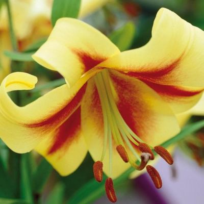 Лилия Роберт Свонсон Лилия Роберт Свонсон фото