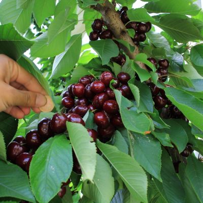 Черешня колоновидная Сильвия - Dolina-Sad.Ru