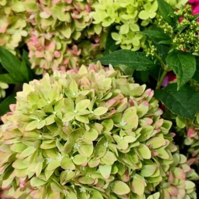 Гортензия метельчатая Би Грин Гортензия метельчатая Би Грин - Dolina-Sad.Ru