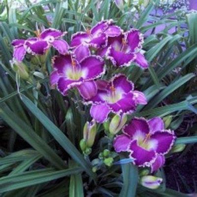 Лилейник Бестселлер Лилейник Бестселлер фото