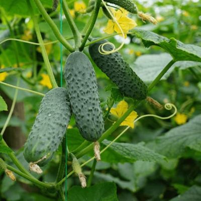 Огурец Криспина F1 фото