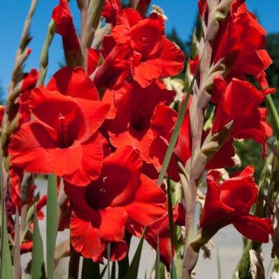 Гладиолус Вуэльта Гладиолус Вуэльта - Dolina-Sad.Ru